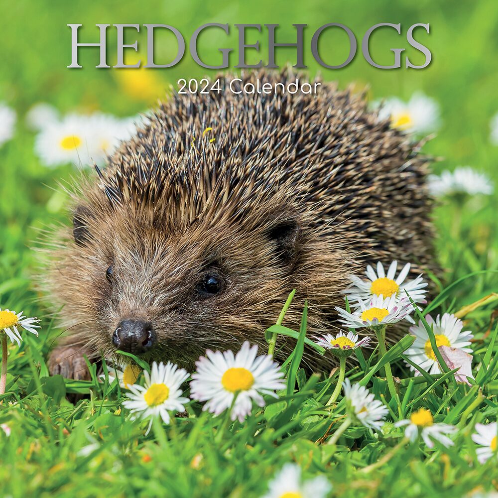 hedgehogs-2024-square-wall-calendar-antic-exlibris