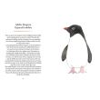 Penguins and Other Sea Birds