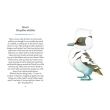 Penguins and Other Sea Birds