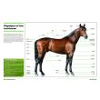 Horse Racing Manual