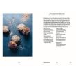Cocoa: An Exploration of Chocolate