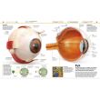 Knowledge Encyclopedia: Human Body