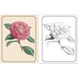 The Kew Gardens Flowers Colouring Book