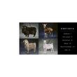 Beautiful Goats