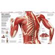 Knowledge Encyclopedia: Human Body