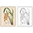 The Kew Gardens Flowers Colouring Book