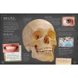 Bone Collection: Human Body