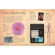 Bone Collection: Human Body