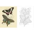 The Butterflies Colouring Book