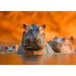 Wildlife Photographer of the Year