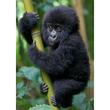 Wildlife Photographer of the Year