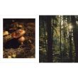 Forest: Walking Among Trees, Matt Collins, Roo Lewis