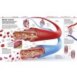 Knowledge Encyclopedia: Human Body