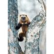 Wildlife Photographer of the Year