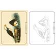 Audubon Birds Colouring Kit (Arcturus Colouring Kits)