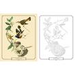 Audubon Birds Colouring Kit (Arcturus Colouring Kits)
