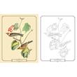 Audubon Birds Colouring Kit (Arcturus Colouring Kits)