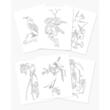 Audubon Birds Colouring Kit (Arcturus Colouring Kits)