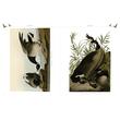 Audubon's Birds of America (Arcturus Epic Classics)