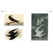 Audubon's Birds of America (Arcturus Epic Classics)