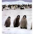 Penguins: Close Encounters