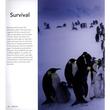 Penguins: Close Encounters