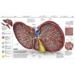 Knowledge Encyclopedia: Human Body