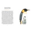 Penguins and Other Sea Birds