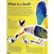 Dk Findout! Birds