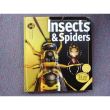 Insects and Spiders: Rain Forests