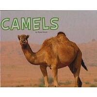 Camels