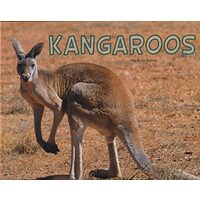 Kangaroos