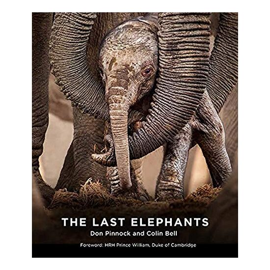 The Last Elephants - Imagine 1