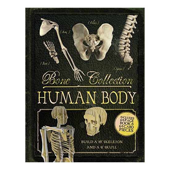 Bone Collection: Human Body - Imagine 1