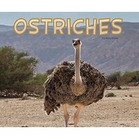 Ostriches