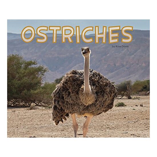 Ostriches - Imagine 1