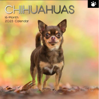 Chihuahuas calendar 2023