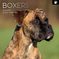 Boxers calendar 2023