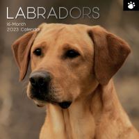 Labrador calendar 2023