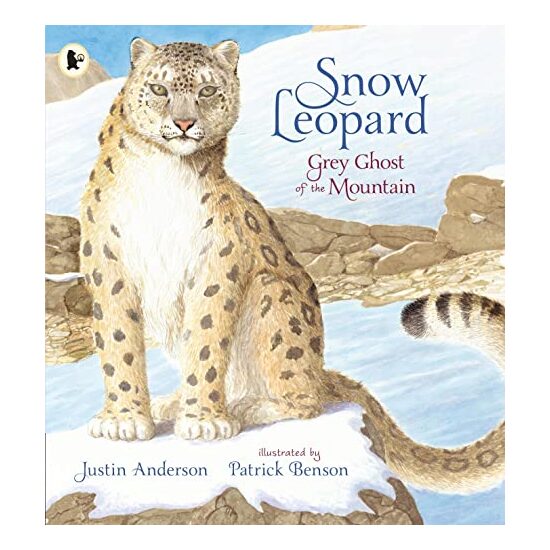 Snow Leopard Grey Ghost of the Mountain
