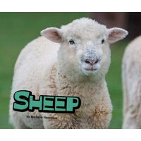 Sheep