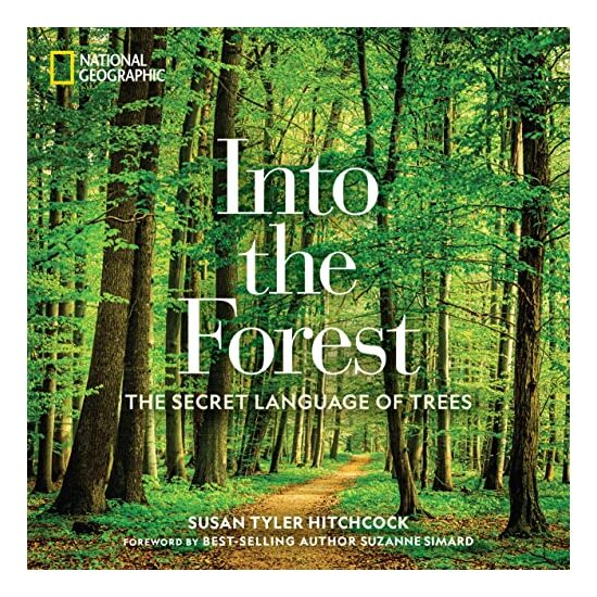 Into the Forest, Susan Hitchcock - Imagine 1