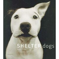 Shelter dogs