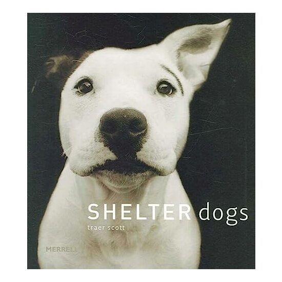 Shelter dogs