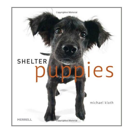Shelter Puppies - Imagine 1