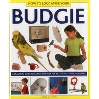 How to Look After Your Budgie
