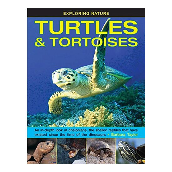 Turtles and Tortoises - Imagine 1