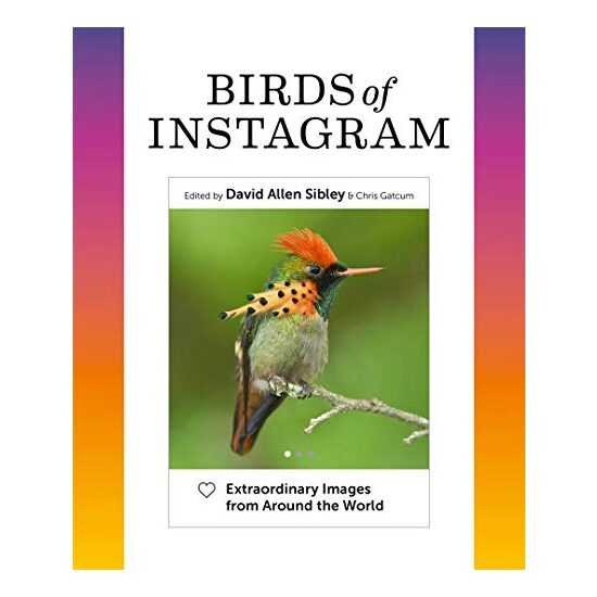 Birds of Instagram - Imagine 1