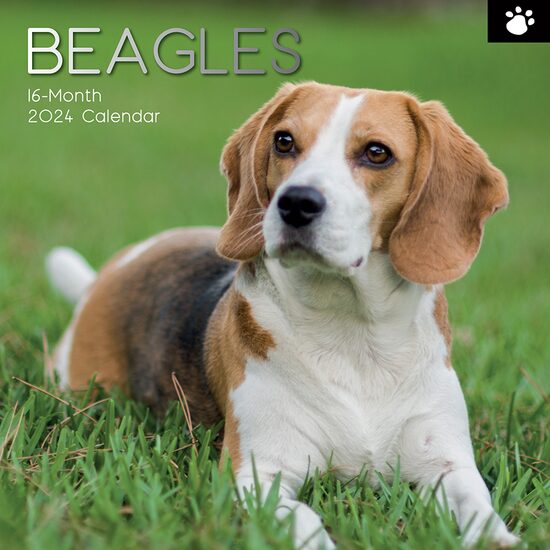 Beagles - 2024 Square Wall Calendar - Imagine 1