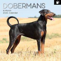 Dobermans - 2024 Square Wall Calendar